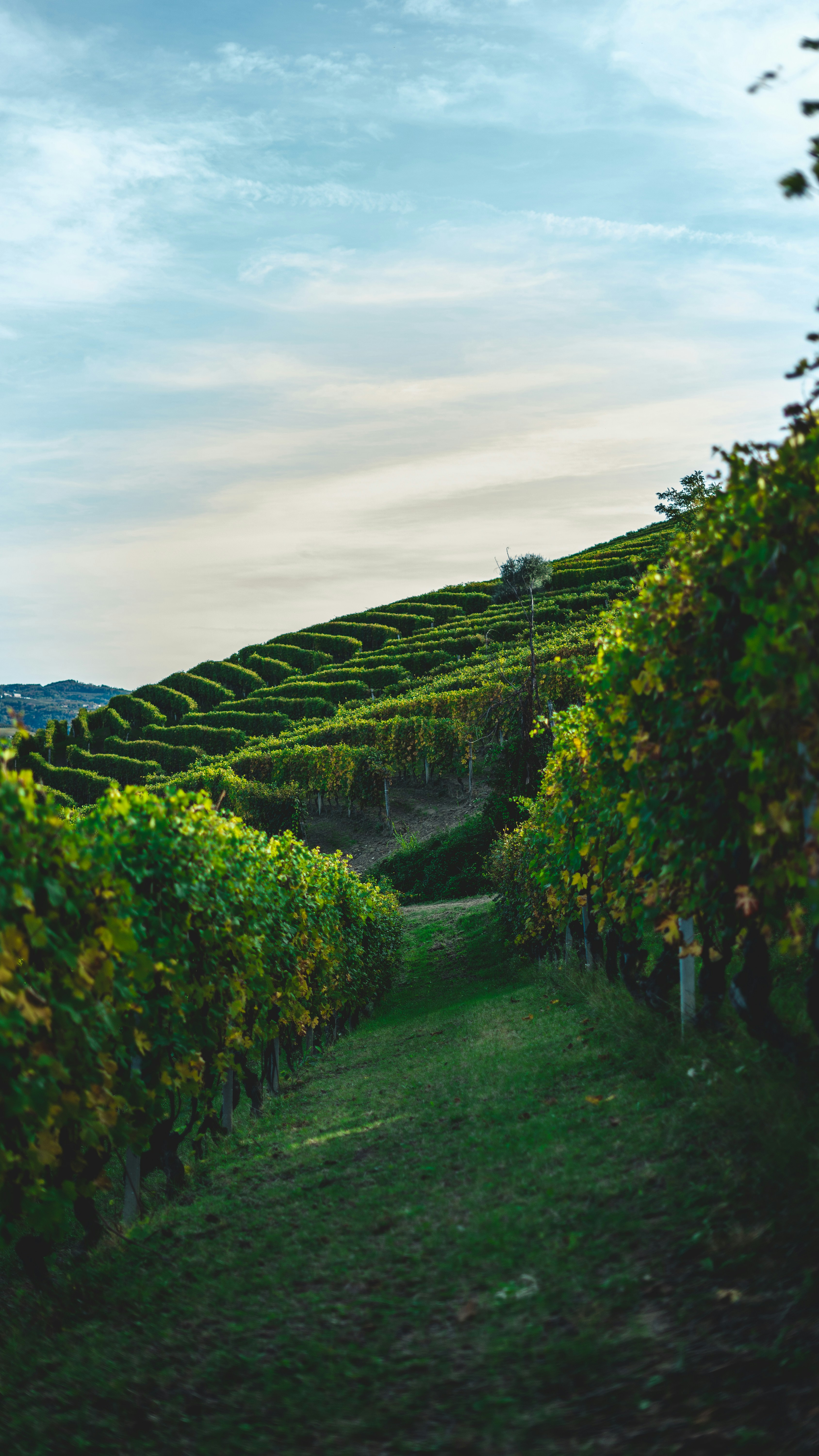 Vigneti Langhe vicino Torino